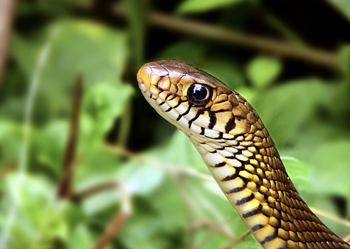 Для туристов на Шри-Ланке придумали новую страшилку