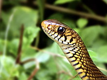 Для туристов на Шри-Ланке придумали новую страшилку