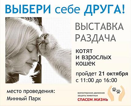Выставка-раздача котят и кошек пройдет во Владивостоке в эту субботу