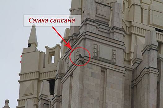 На шпиль высотки МИД РФ вернулась семья соколов-сапсанов