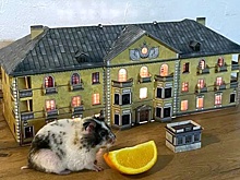 Жители столиц увлеклись сборкой моделей домов советского времени