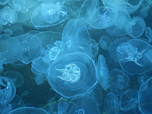 "Невыносимая вонь": в Азовском море нашествие медуз