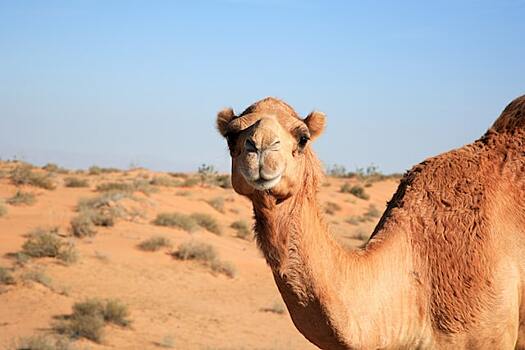 Самого красивого верблюда выбрали в Катаре