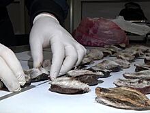 У хабаровчанки изъяли 80 органов самцов кабарги