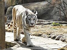 В зоопарке Москвы умерла белая тигрица
