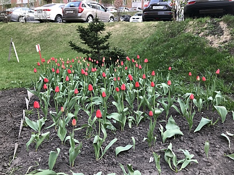Фото: во дворах Новосибирске распустились тюльпаны
