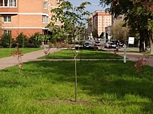 Специалисты высадили деревья на территории бульвара в поселении Щаповское