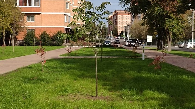 Специалисты высадили деревья на территории бульвара в поселении Щаповское