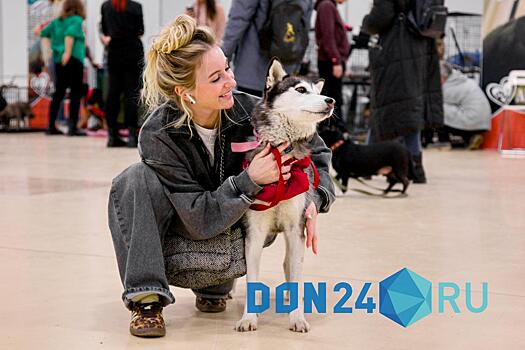 Фоторепортаж: сегодня в Ростове стартовал благотворительный фестиваль добрых дел &laquo;Дай лапу&raquo;