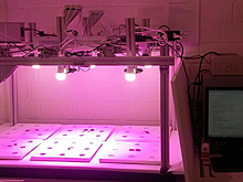 Нейронные сети научились предсказывать динамику роста растений