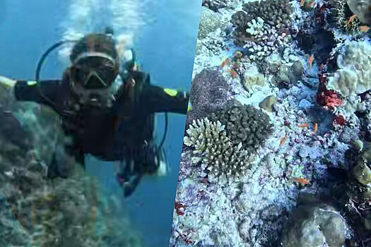 Ирина Дубцова поплавала среди опасных для жизни рыб