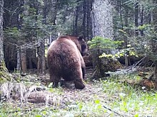 Жителей горных курортов Сочи кошмарят медведи