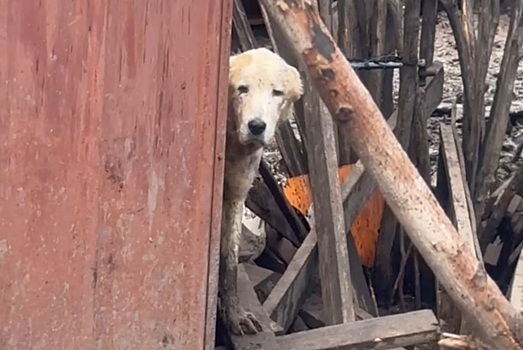 Россельхознадзор вмешался в дело о ферме с мертвыми животными в Нижнем Новгороде