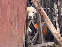 Россельхознадзор вмешался в дело о ферме с мертвыми животными в Нижнем Новгороде