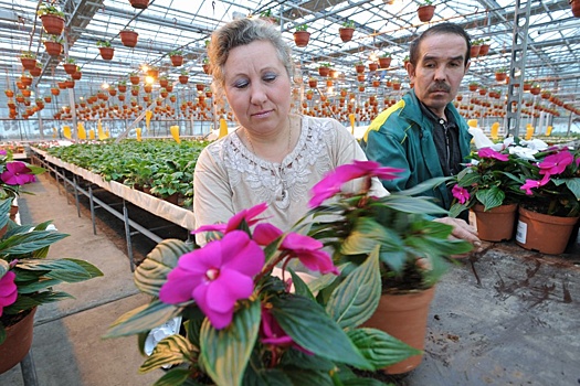 Цикламены, антуриумы и не только: какие цветы в горшках дарят на 8 Марта