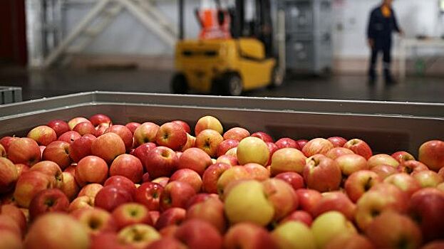В России уничтожили 150 тонн нелегально ввезенных из Белоруссии яблок