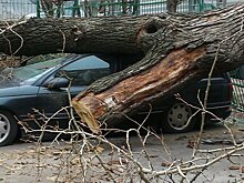 Как получить компенсацию за ремонт машины, на которую упало дерево