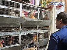 Москвичи завели в квартире лису и кур