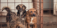 Есть риск перехода торговли животными из цивилизованной в «серую зону»: эксперты о новом законе
