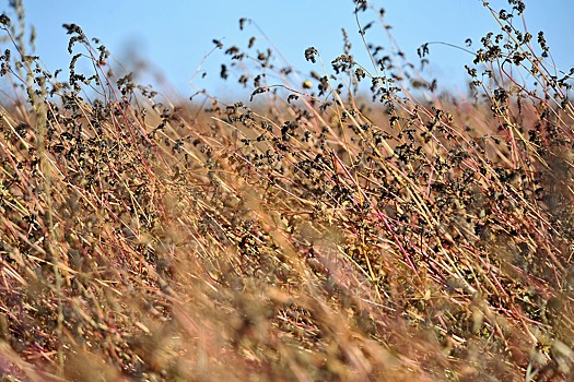Площади посева гречихи на Ставрополье увеличат на треть