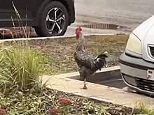 Сбежавший громкий петух Гастон-Петя перебудил москвичей