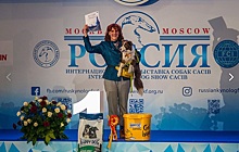 Собака из Теплого Стана заняла первое место на выставке «Россия-2017»