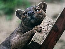 Редкие животные появятся в зоопарке