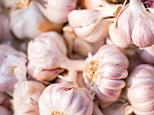 Чеснок против простуды: мифы и правда о пользе для здоровья