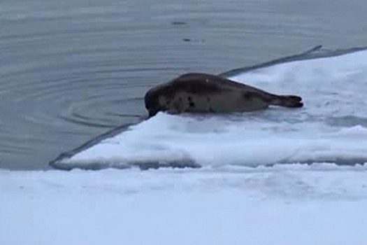 Окружившие «Приразломную» тюлени попали на видео