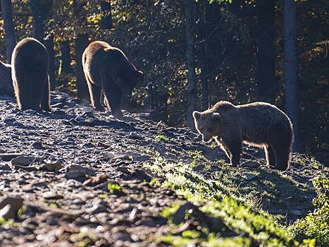 Депутат Бурматов: рост численности медведей в Подмосковье не несет опасности