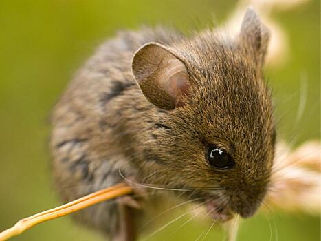 В Заречном продолжает расти заболеваемость мышиной лихорадкой