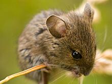 В Заречном продолжает расти заболеваемость мышиной лихорадкой