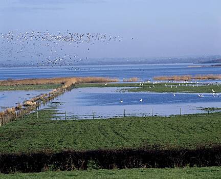 Мухи обнажили экологическую проблему в европейской стране