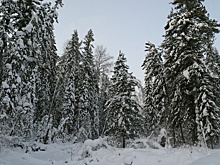 В Новосибирской области начался учет диких животных по следам на снегу