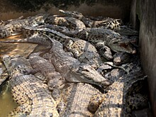 В Китае с фермы сбежали 78 крокодилов