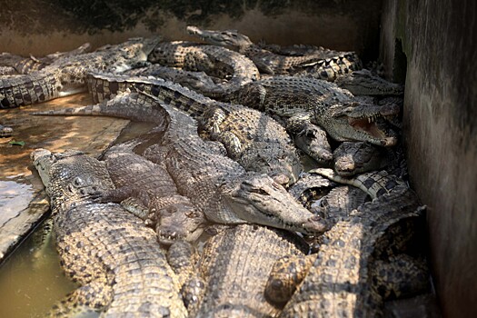 В Китае с фермы сбежали 78 крокодилов