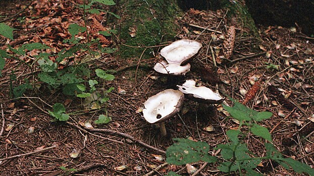 Что такое ложные грибы и почему они опаснее мухоморов