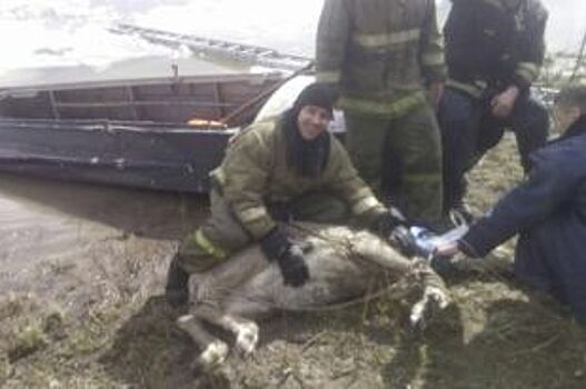 В Приангарье спасли беременную самку изюбря, провалившуюся под лед