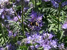 Пасечник из Татарстана отсудил убытки за гибель пчел у агрофирмы, создав прецедент