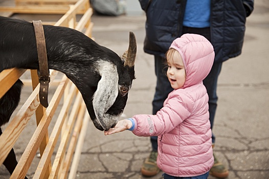 Экомаркет приглашает маленьких коньковцев в День города поиграть с козой и гусями