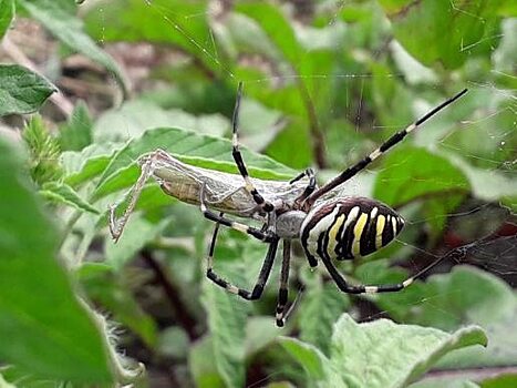 Саратовцы пожаловались на ядовитых пауков