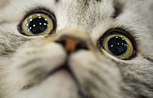 Выявлен первый случай заражения кошки коронавирусом