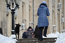 Зоозащитники вычислили серийную воровку собак на юго-востоке Москвы