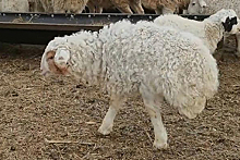 Овца-мутант научилась ходить и попала на видео
