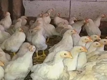 Районы Ростовской области находятся под угрозой распространения птичьего гриппа