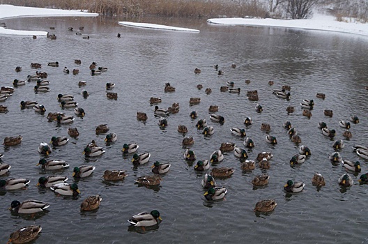 Итоги учета зимних водоплавающих подвели на природной территории «Кузьминки-Люблино»