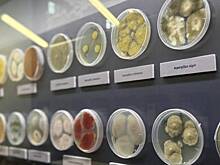 Москвичей пригласили на необычную выставку о плесени в столичный биокластер