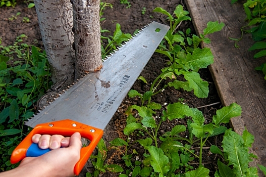 Рослесхоз объявил войну американскому клену