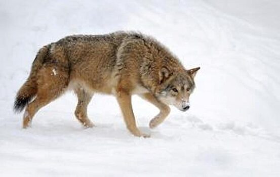 В Туве решено ежегодно отстреливать пятую часть всех волков