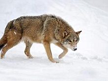 В Туве решено ежегодно отстреливать пятую часть всех волков